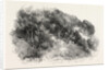 Pine Grove at Cannes, France by Anonymous