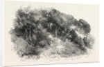 Pine Grove at Cannes, France by Anonymous