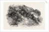 Pine Grove at Cannes, France by Anonymous