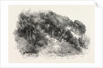 Pine Grove at Cannes, France by Anonymous