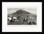Encampment of Bettington's Horse, Conference Hill, the Zulu War by Anonymous