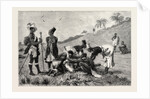 The Zulu War-Natal Kaffirs Cutting Up a Dead Bullock by Anonymous