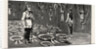 The Funeral of the Late Emperor William at Berlin Germany by Anonymous