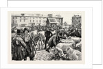 A Cattle Fair, County Galway Ireland by Anonymous