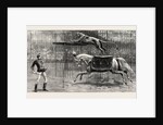 The Equestrian Lion Going Through His Performance at Covent Garden Theatre, London by Anonymous