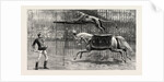 The Equestrian Lion Going Through His Performance at Covent Garden Theatre, London by Anonymous