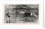 The Equestrian Lion Going Through His Performance at Covent Garden Theatre, London by Anonymous