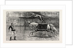 The Equestrian Lion Going Through His Performance at Covent Garden Theatre, London by Anonymous