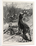 An Unexpected Danger an Engineer's Predicament in India, Tigers on the Railway Track by Anonymous