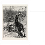 An Unexpected Danger an Engineer's Predicament in India, Tigers on the Railway Track by Anonymous