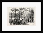Bournemouth, View in Public Gardens by Anonymous