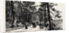 Bournemouth, the Invalids Walk in Public Gardens by Anonymous