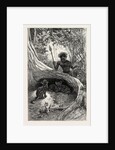 I Saw in the Hollow Between the Roots of a Big Tree Three Little Cubs About Two Months Old by Anonymous