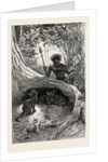 I Saw in the Hollow Between the Roots of a Big Tree Three Little Cubs About Two Months Old by Anonymous