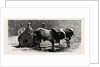 Prince Albert Victor with the Elephant King in a Jungle Waggon in Mysore, India by Anonymous