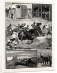 Life and Career of a Military Charger by Anonymous