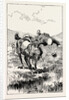 A Morning Ride in Athens, Greece, at an Evil Moment, However, I Urged My Steed to Take a Small Brook, and I Came to Grief by Anonymous