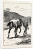 A Morning Ride in Athens, Greece, But My Zest for the Excursion Has Gone, and I Turn and Sadly Retrace My Way, Leading My Steed, Whose Saddle I Now Discover, for the First Time, is Missing! by Anonymous