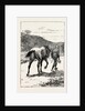A Morning Ride in Athens, Greece, But My Zest for the Excursion Has Gone, and I Turn and Sadly Retrace My Way, Leading My Steed, Whose Saddle I Now Discover, for the First Time, is Missing! by Anonymous