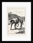 A Morning Ride in Athens, Greece, But My Zest for the Excursion Has Gone, and I Turn and Sadly Retrace My Way, Leading My Steed, Whose Saddle I Now Discover, for the First Time, is Missing! by Anonymous