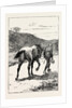 A Morning Ride in Athens, Greece, But My Zest for the Excursion Has Gone, and I Turn and Sadly Retrace My Way, Leading My Steed, Whose Saddle I Now Discover, for the First Time, is Missing! by Anonymous