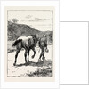 A Morning Ride in Athens, Greece, But My Zest for the Excursion Has Gone, and I Turn and Sadly Retrace My Way, Leading My Steed, Whose Saddle I Now Discover, for the First Time, is Missing! by Anonymous