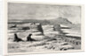 The American Fisheries Question, Fur Seal Rookery in the Pribylov Islands, United States by Anonymous