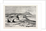 The American Fisheries Question, Fur Seal Rookery in the Pribylov Islands, United States by Anonymous