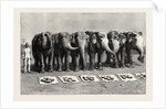 Elephants in India, Breakfast Waiting for the Word Feed by Anonymous