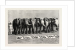 Elephants in India, Breakfast Waiting for the Word Feed by Anonymous
