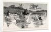 To Show Them His Poultry, He Turned Them All Loose, When Each Nimbly Leaped on the Back of a Goose, which Frightened Them So, that They Ran to the Sea, and Half-Drowned the Cats of Dame Wiggins of Lee by Anonymous