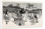 To Show Them His Poultry, He Turned Them All Loose, When Each Nimbly Leaped on the Back of a Goose, which Frightened Them So, that They Ran to the Sea, and Half-Drowned the Cats of Dame Wiggins of Lee by Anonymous