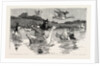 To Show Them His Poultry, He Turned Them All Loose, When Each Nimbly Leaped on the Back of a Goose, which Frightened Them So, that They Ran to the Sea, and Half-Drowned the Cats of Dame Wiggins of Lee by Anonymous