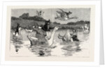 To Show Them His Poultry, He Turned Them All Loose, When Each Nimbly Leaped on the Back of a Goose, which Frightened Them So, that They Ran to the Sea, and Half-Drowned the Cats of Dame Wiggins of Lee by Anonymous
