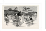 To Show Them His Poultry, He Turned Them All Loose, When Each Nimbly Leaped on the Back of a Goose, which Frightened Them So, that They Ran to the Sea, and Half-Drowned the Cats of Dame Wiggins of Lee by Anonymous