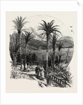 At Monte Carlo, Monaco, the Cornice Road by Anonymous
