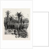 At Monte Carlo, Monaco, the Cornice Road by Anonymous