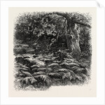 At Bas Breau, Bas-Breau, the Forest of Fontainebleau, France by Anonymous