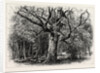 Oaks at Nid D'Aigle, Forest of Fontainebleau, France by Anonymous