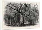 Oaks at Nid D'Aigle, Forest of Fontainebleau, France by Anonymous