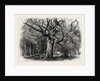 Oaks at Nid D'Aigle, Forest of Fontainebleau, France by Anonymous