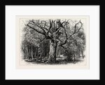 Oaks at Nid D'Aigle, Forest of Fontainebleau, France by Anonymous