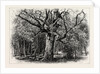 Oaks at Nid D'Aigle, Forest of Fontainebleau, France by Anonymous