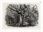 Oaks at Nid D'Aigle, Forest of Fontainebleau, France by Anonymous