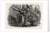 Oaks at Nid D'Aigle, Forest of Fontainebleau, France by Anonymous