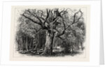 Oaks at Nid D'Aigle, Forest of Fontainebleau, France by Anonymous