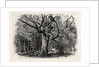 Oaks at Nid D'Aigle, Forest of Fontainebleau, France by Anonymous