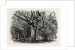 Oaks at Nid D'Aigle, Forest of Fontainebleau, France by Anonymous