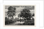 Mare Near Belle Croix, France by Anonymous