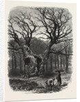 William the Conqueror's Oak, Windsor by Anonymous